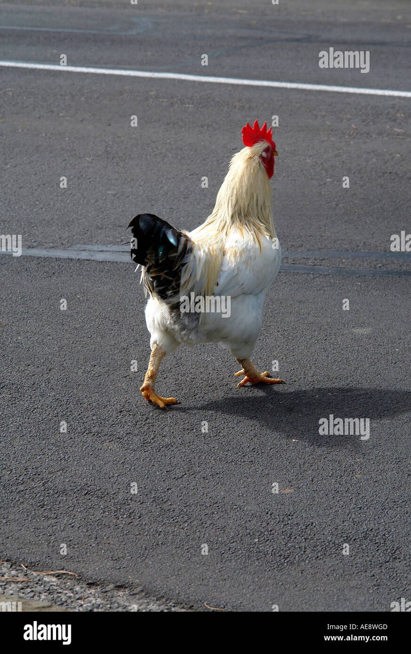 Descubre el Misterio de la Carretera de Pollo en línea en España
