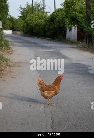 Explore jugar chicken road Explore jugar chicken road