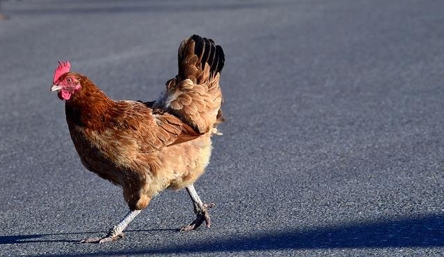 Chicken road online - Genieten van Chicken Road in Nederland: een gokspel met verrassende winsten